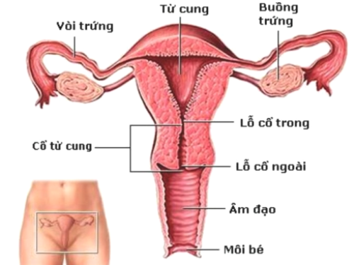 Tầm quan trọng của buồng trứng