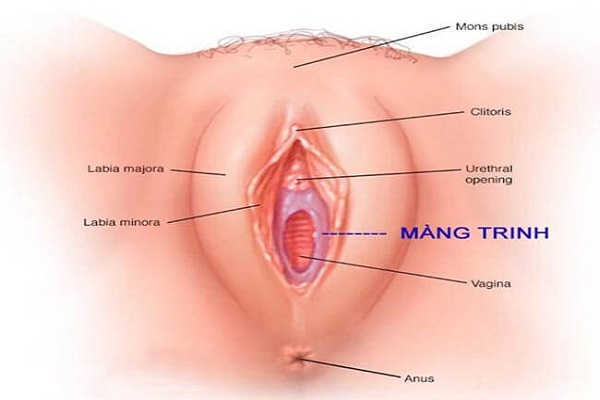 Màng trinh của nữ giới là gì