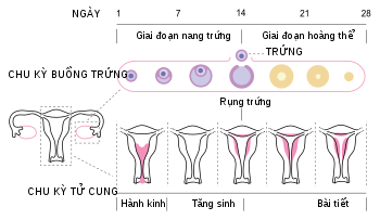 Các giai đoạn của chu kỳ kinh nguyệt